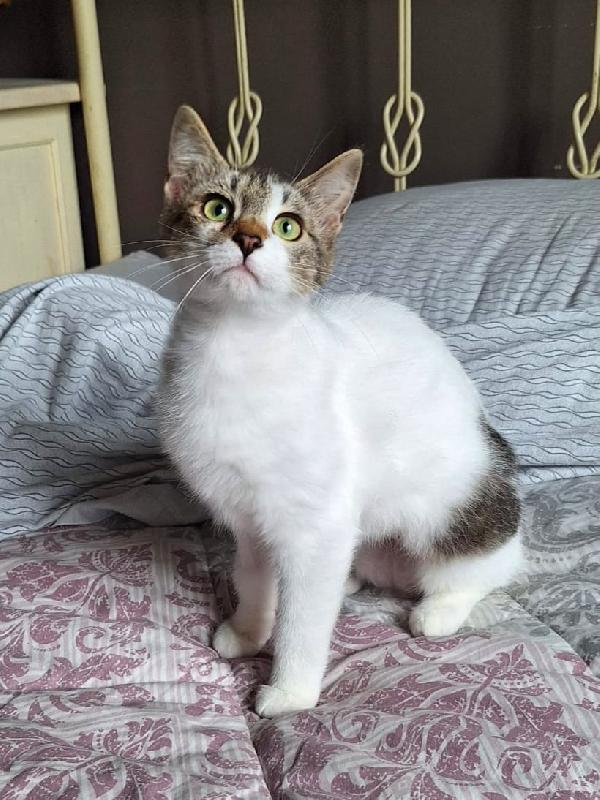 Piuma, dolce micetta 6 mesi Foto 4